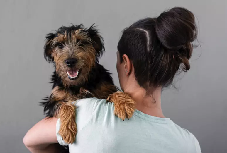 doação de sangue para cães